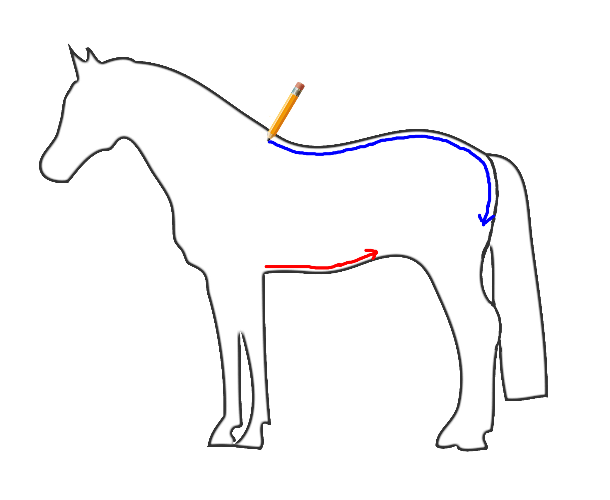 blyanttest af hestens reflekser